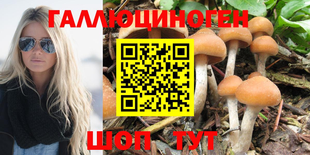 Галлюциногенные грибы Psilocybe Гатчина