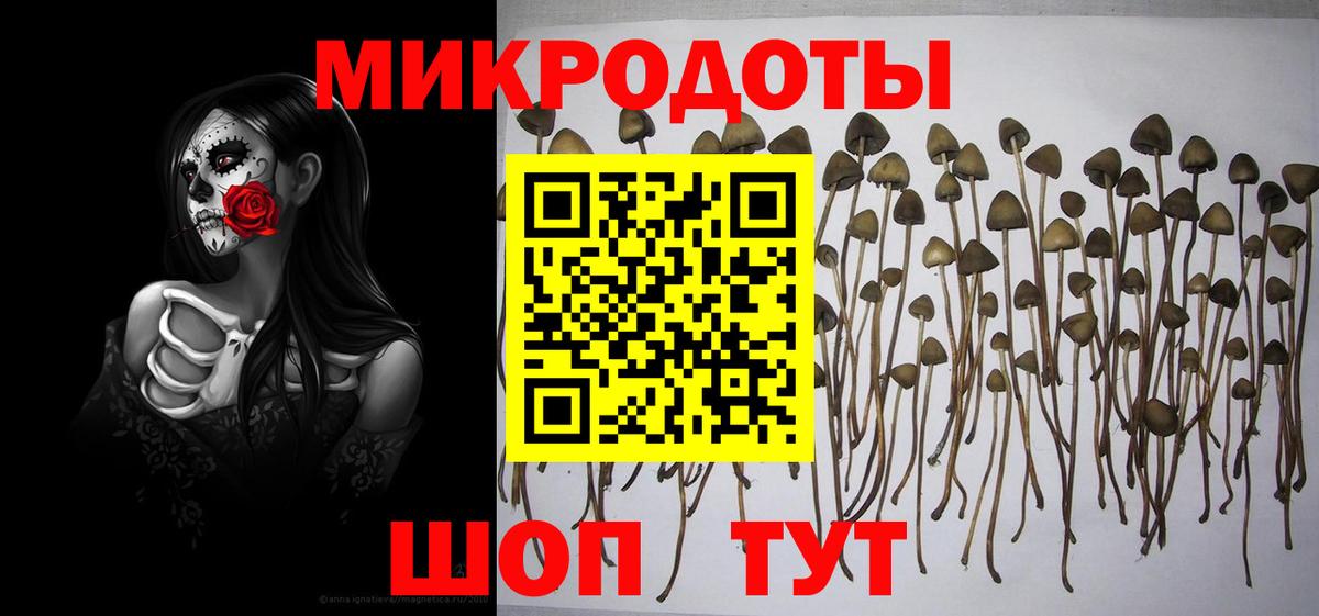 Гатчина  Псилоцибиновые грибы Psilocybe  Вход с VPN  Галлюциногенные грибы ЛСД 